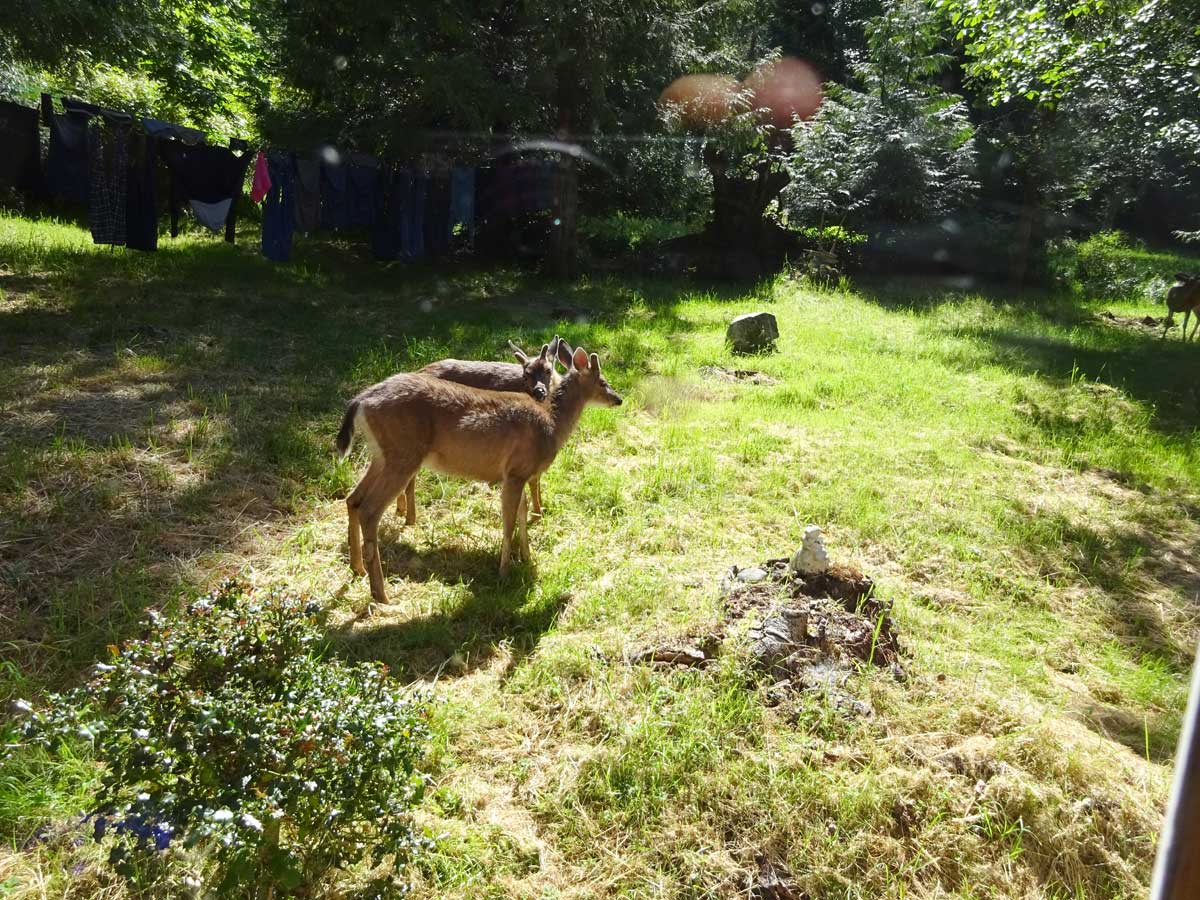 backyard deer Hornby Island